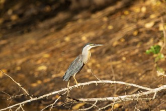 Mongrove Heron (Butorides striatus) Pantanal Brazil