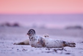 Grey seal (Halichoerus grypus) lying on the beach at sunset, Düne, Helgoland, Schleswig-Holstein,