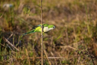 Monk parakeet (Myiopsitta monachus) Pantanal Brazil