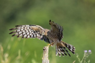 Montagu's harrier (Circus pygargus) wbl Germany