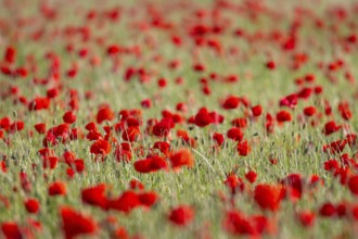 A poppy field near Frankfurt am Main is in full bloom at the end of May, Frankfurt am Main, Hesse,