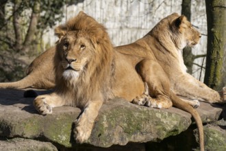 Two lions (Panthera leo) lying on a rocky plateau, male lion and female lion, found in South Africa