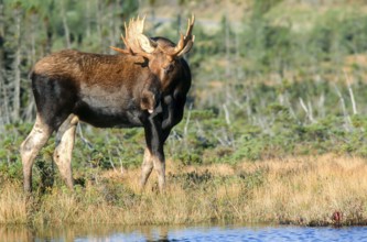 Moose. Alces alces. Bull moose standing and watching. Gros Morne national park. Province of