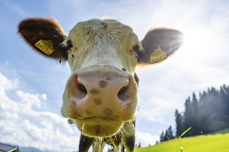 Young curious calf (Bos primigenius taurus), cow on an alpine meadow, snout stretched towards the