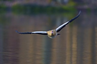 Egyptian goose (Alopochen aegyptiaca), flying directly towards the camera over the water, spring,