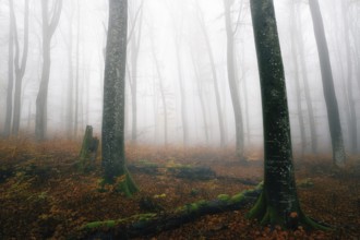 Beech forest (Fagus sylvatica) in autumn in the fog, bare tree trunks, Canton Aargau, Switzerland,