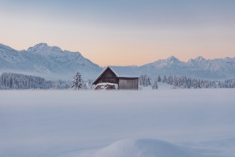Deep snowy winter morning mood near Halblech in the foothills of the Alps in the Allgäu with the