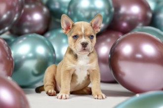6 weeks old healthy French Bulldog dog puppy with tail in front of colorful balloons