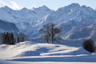 Group of trees in winter, snow-covered mountains of the Allgäu Alps in the background, near