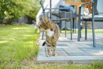 Domestic cat on backyard looking to the side