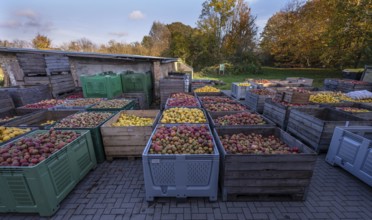 Boxes of fruit delivered to the yard of a cidery, Mecklenburg-Vorpommern, Germany, Europe