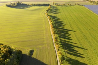 Aerial view of how the trees of a half avenue cast long shadows on a field, Erzgebirge, Saxony,