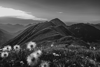 Hiking tour on the Hönig mountain in the Lechtal valley near Berwang in Tyrol, Austria, Europe