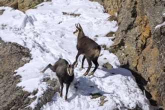 Two Alpine chamois (Rupicapra rupicapra) males, bucks in snow covered rock face during the rut in