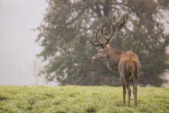 Rutting season. A red deer (Cervus elaphus) stands in a green meadow