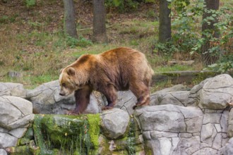 A Kamchatka brown bear (Ursus arctos piscator) runs across a rocky area in front of a forest