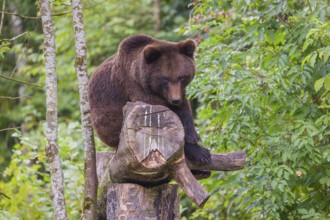 A young male Eurasian brown bear (Ursus arctos arctos) rests on a rotting log lying on the ground
