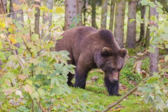 A young male Eurasian brown bear (Ursus arctos arctos) runs through a forest