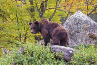 A young male Eurasian brown bear (Ursus arctos arctos) stands on a hill between rotting logs and