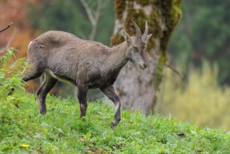A female ibex (Capra ibex) walks down a hill on a green meadow on a cloudy day. A forest in autumn