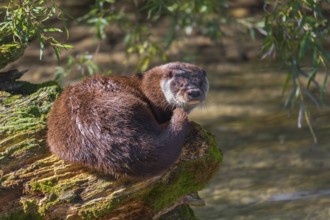 One Eurasian otter (Lutra lutra), rests on a log lying in the water