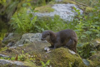 One Eurasian otter (Lutra lutra), sitting on a mossy rock and eating a fresh caught fish