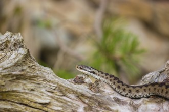 One Vipera berus, the common European adder or common European viper, creeps over a rootstock
