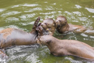 A family of giant otter or giant river otter (Pteronura brasiliensis) play with sunglasses