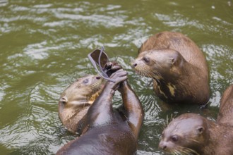 A family of giant otter or giant river otter (Pteronura brasiliensis) play with sunglasses