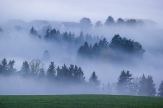 Trees and forests in the early morning mist