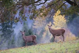 Two red deer hinds (Cervus elaphus) stand in a meadow, A forest with autumn leaves can be seen in