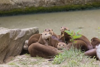 A family of giant otters or giant river otters (Pteronura brasiliensis) playing on a river bank