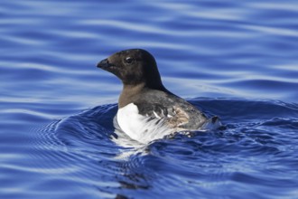 Little auk, dovekie (Alle alle) swimming in the Arctic Ocean, Svalbard, Spitsbergen, Norway, Europe