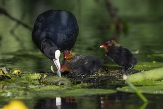 Great Crested Grebe (Podiceps cristatus), Nettetal, Germany, Europe