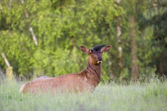 A female wapiti (Cervus canadensis) rests in a green meadow in the early morning. A western jackdaw