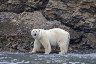 Lone polar bear (Ursus maritimus) foraging along the water's edge at base of sea cliff along the