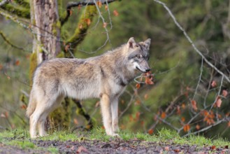 A young grey wolf (Canis lupus lupus) stands at the edge of the forest on a cloudy day and observes