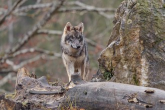 A young grey wolf (Canis lupus lupus) stands behind a rock and a rotting tree trunk on a cloudy day