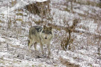 One eurasian gray wolf (Canis lupus lupus) stands on a snowy meadow in an open forest