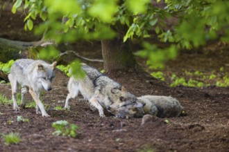 Two adult male eurasian gray wolves (Canis lupus lupus), playing. A third one walks pass them