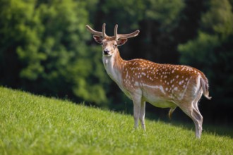 A male fallow deer (Dama dama) stands on a meadow. A forest is in the background