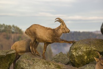 Two female ibex (Capra ibex) stand on a rock