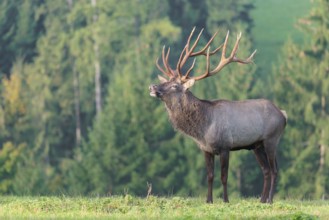 An Altai maral stag (Altai wapiti or Altai moose) (Cervus canadensis sibiricus) stands flehming on