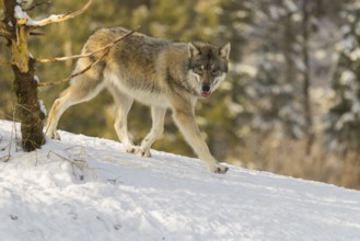 A young grey wolf (Canis lupus lupus) runs across the sloping, snow-covered meadow at the edge of a