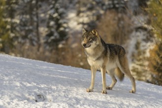 An adult male grey wolf (Canis lupus lupus) stands on a sloping, snow-covered meadow at the edge of