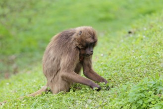 A female Gelada (Theropithecus gelada), or bleeding-heart monkey sits in a green meadow and