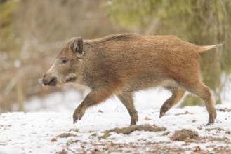 A wild boar piglet (Sus scrofa) runs across a snow-covered field. A forest can be seen in the