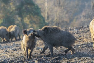 Two young wild boars (Sus scrofa) play fighting and dominance on a frozen field on a sunny day. A