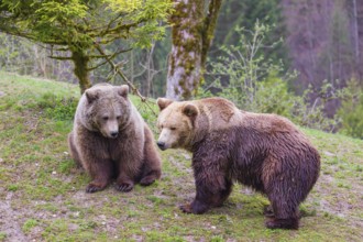 A female and a male eurasian brown bear (Ursus arctos arctos) meet each other the first time on a
