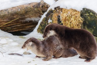 On a sunny day two otters (Lutra lutra) play in the snow in front of a root of a dead tree